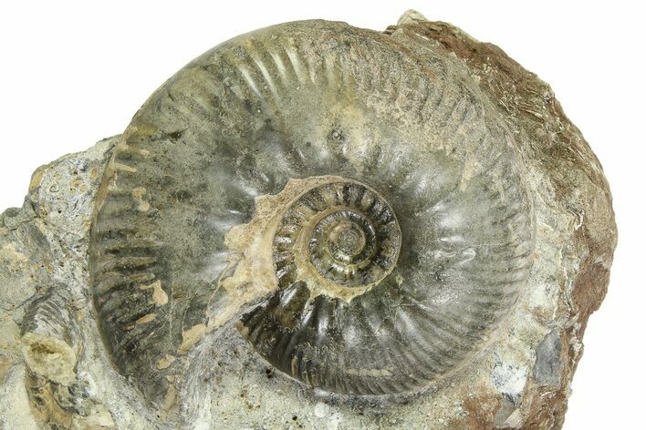 Jurassic Ammonite (Proplanulites) Fossil - England #351250